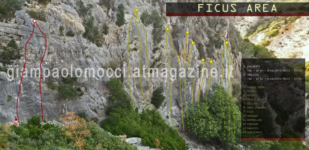 TopoCARD aggiornata della Ficus Area