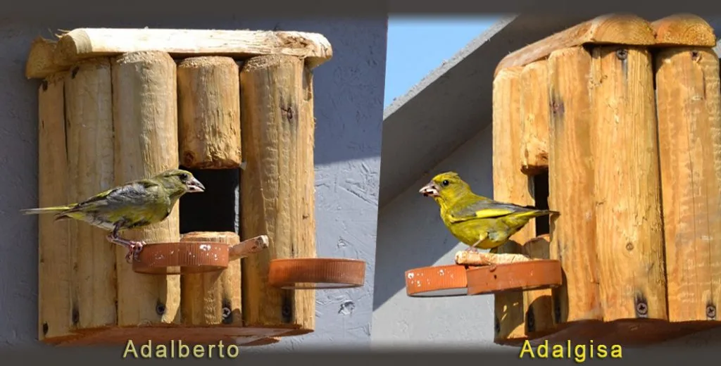 Adalberto e Adalgisa...